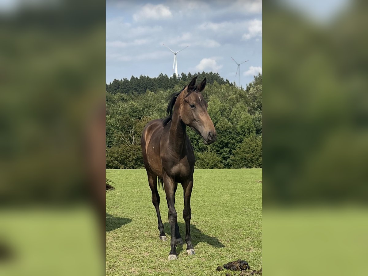 Westfale Stute 1 Jahr Brauner in Paderborn