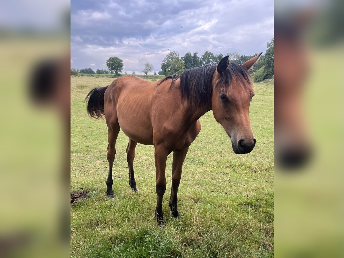 Westfale Stute 1 Jahr Brauner in Rosendahl