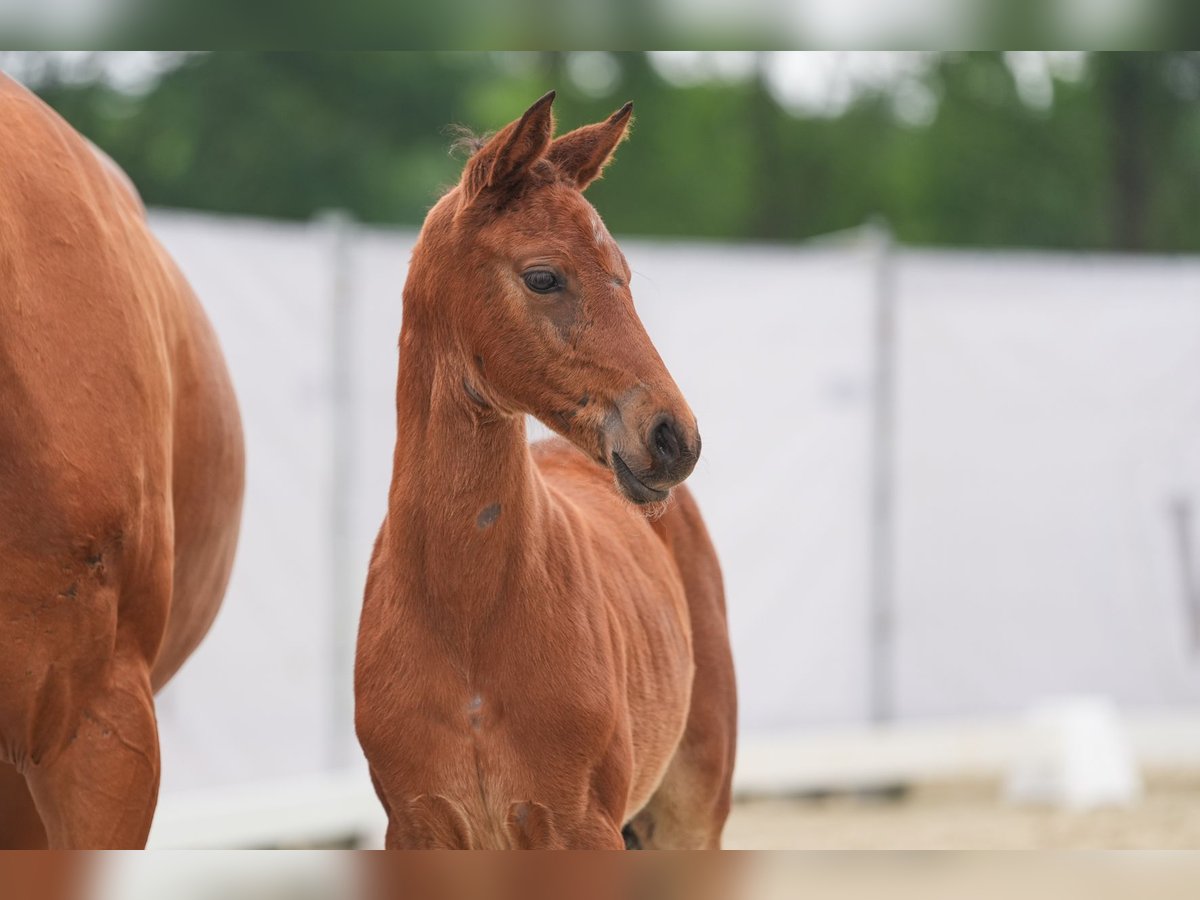 Westfale Stute 1 Jahr Brauner in Selm