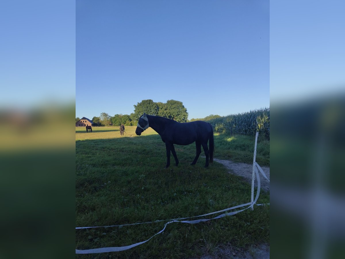 Westfale Stute 20 Jahre 160 cm Schwarzbrauner in Ganderkesee
