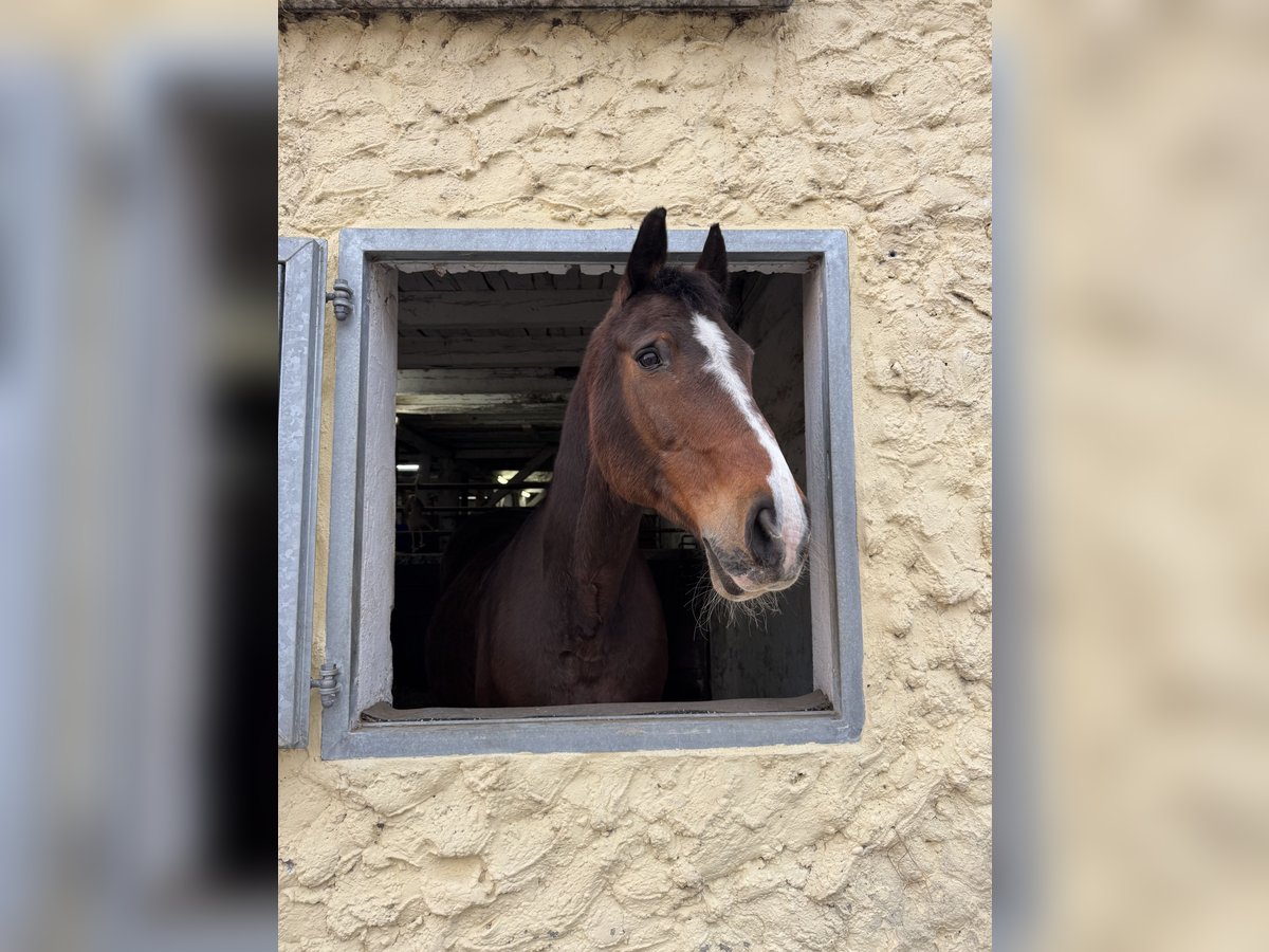 Westfale Stute 21 Jahre 165 cm Brauner in M&#xFC;hlenbeck