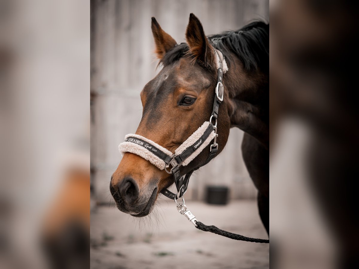 Westfale Stute 22 Jahre 160 cm Brauner in Remscheid