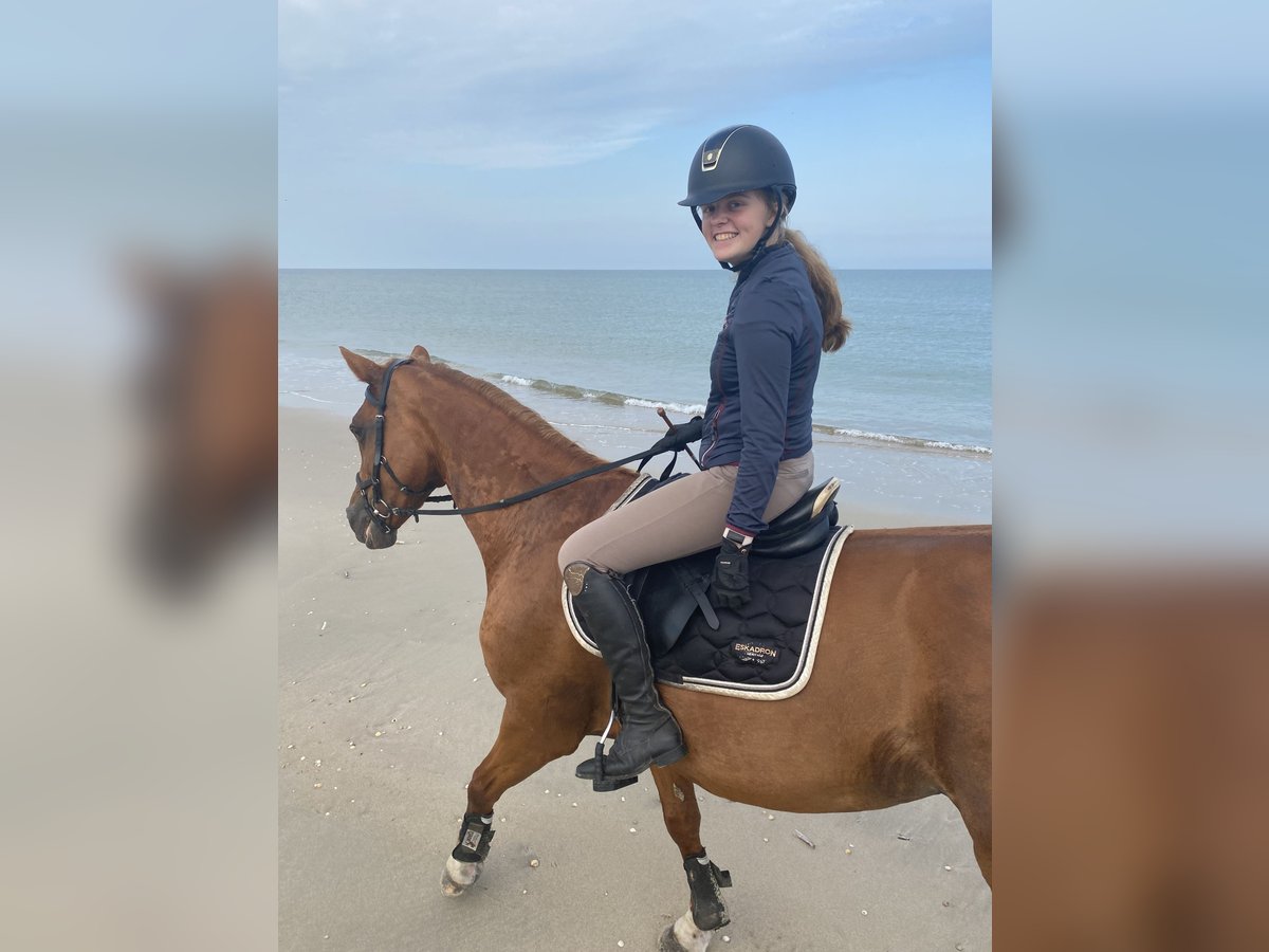 Westfale Stute 22 Jahre 168 cm Fuchs in Flensburg