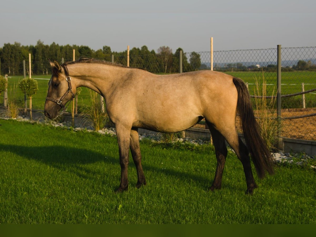 Westfale Stute 2 Jahre 155 cm in Lębork