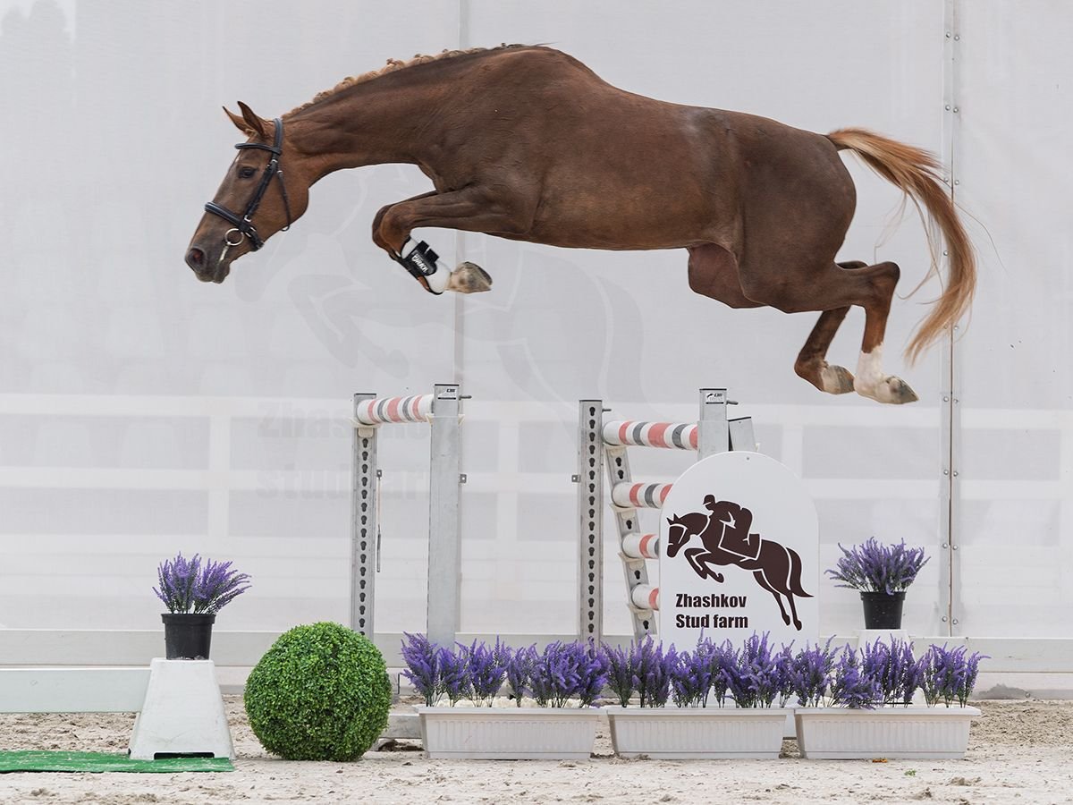 Westfale Stute 2 Jahre 161 cm Fuchs in M&#xFC;nster Handorf