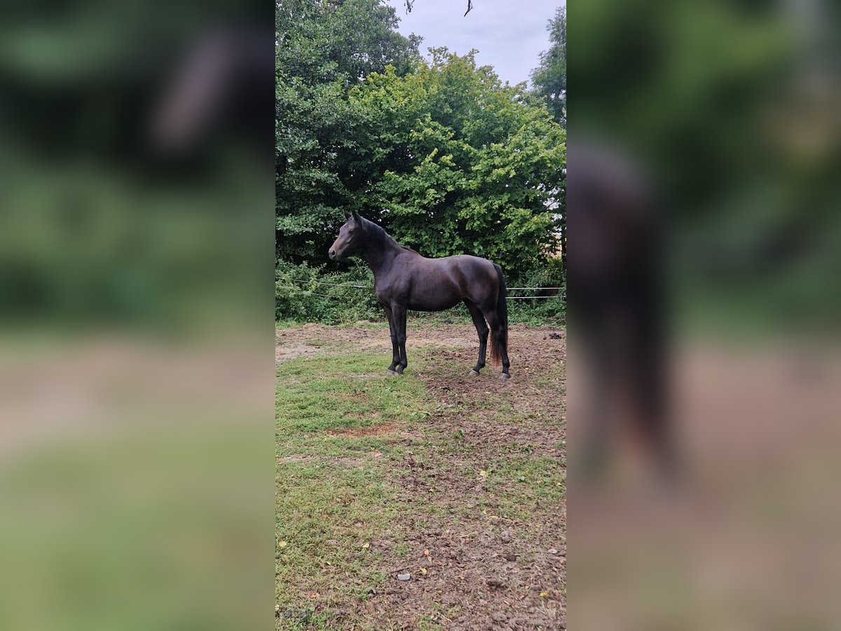 Westfale Stute 2 Jahre 163 cm Schwarzbrauner in Auetal Borstel