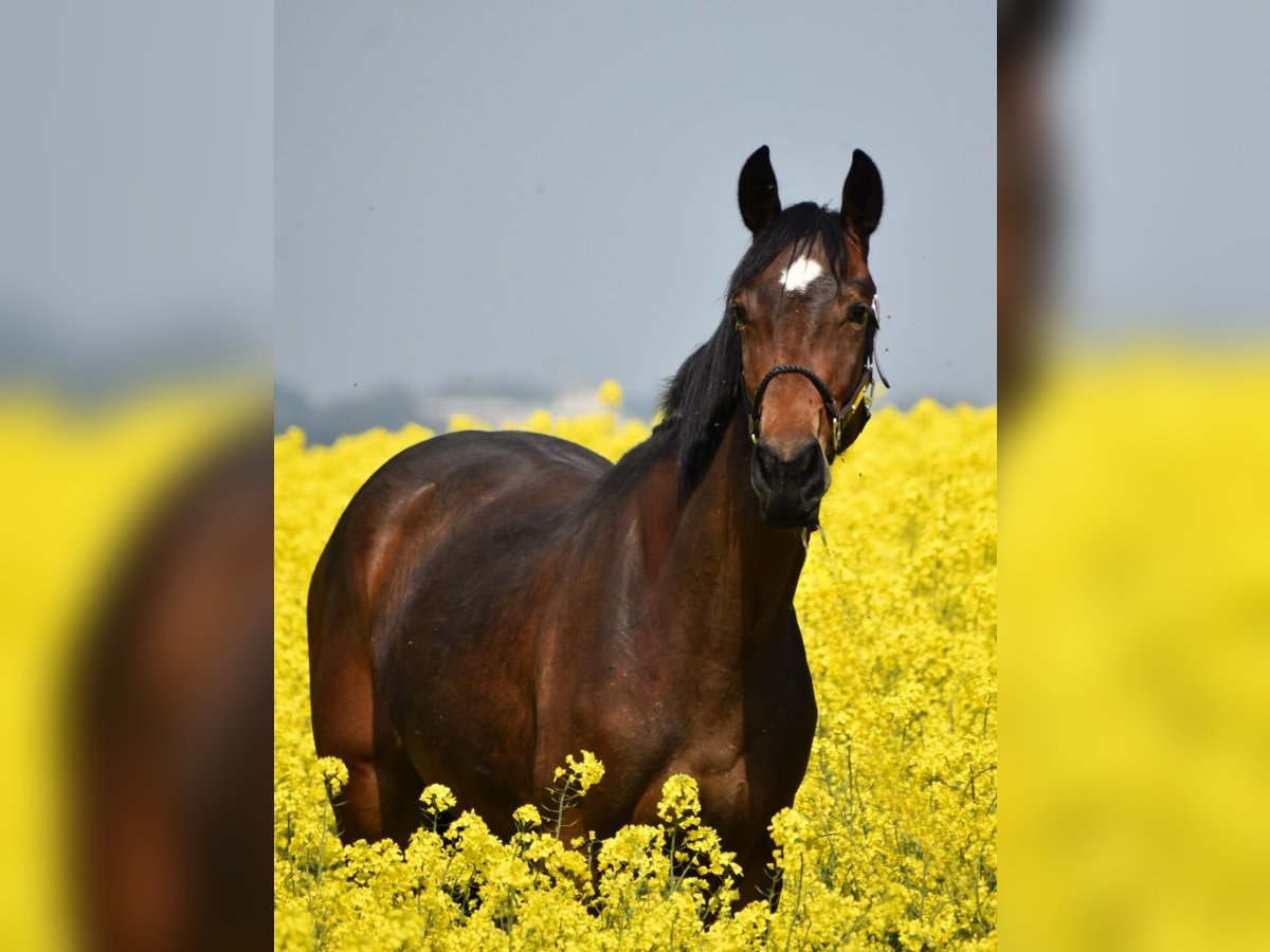 Westfale Stute 2 Jahre 164 cm Brauner in Aachen