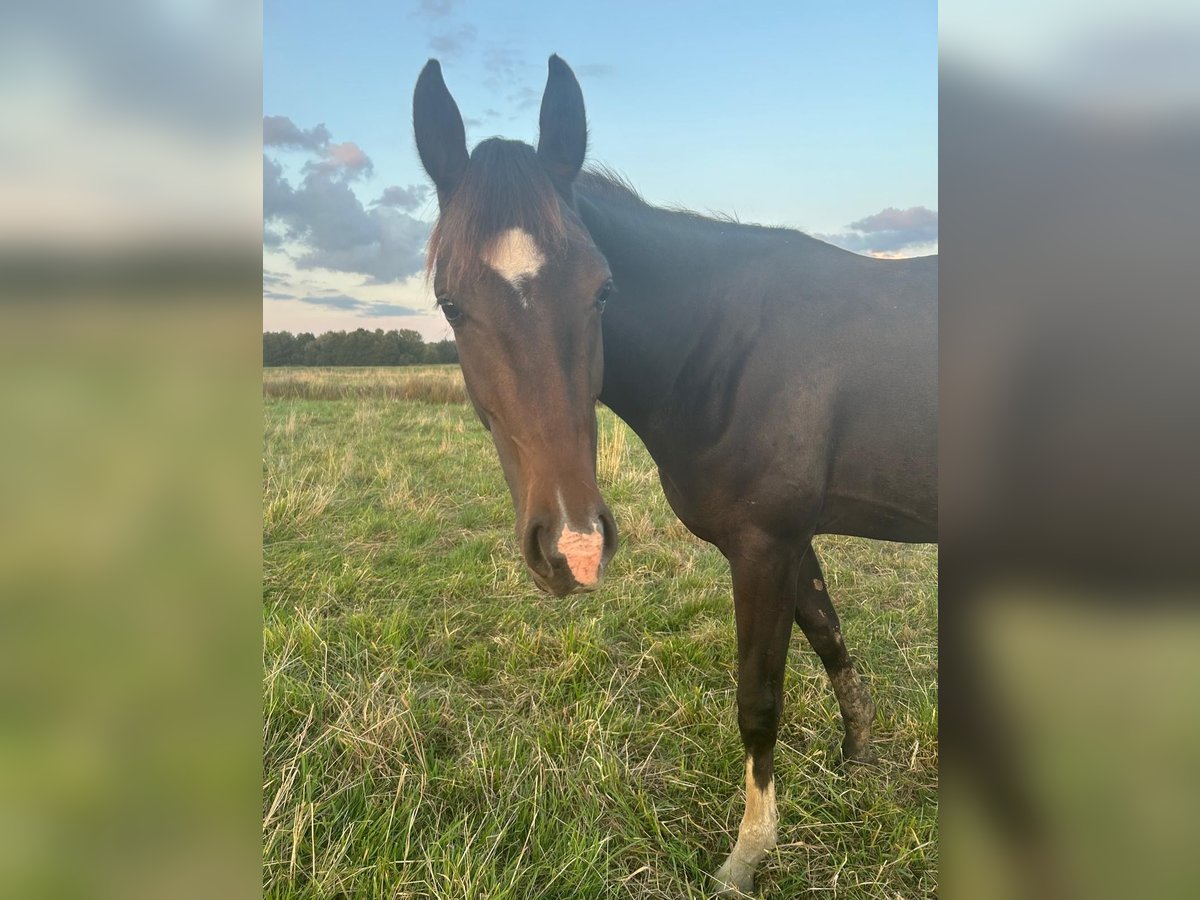Westfale Stute 2 Jahre 166 cm Dunkelbrauner in Ritterhude/Bremen