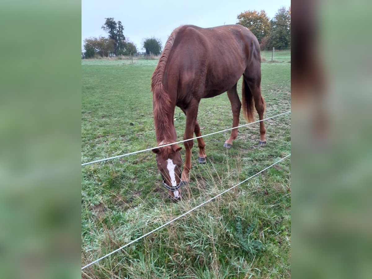 Westfale Stute 2 Jahre 167 cm Fuchs in Fr&#xF6;ndenberg
