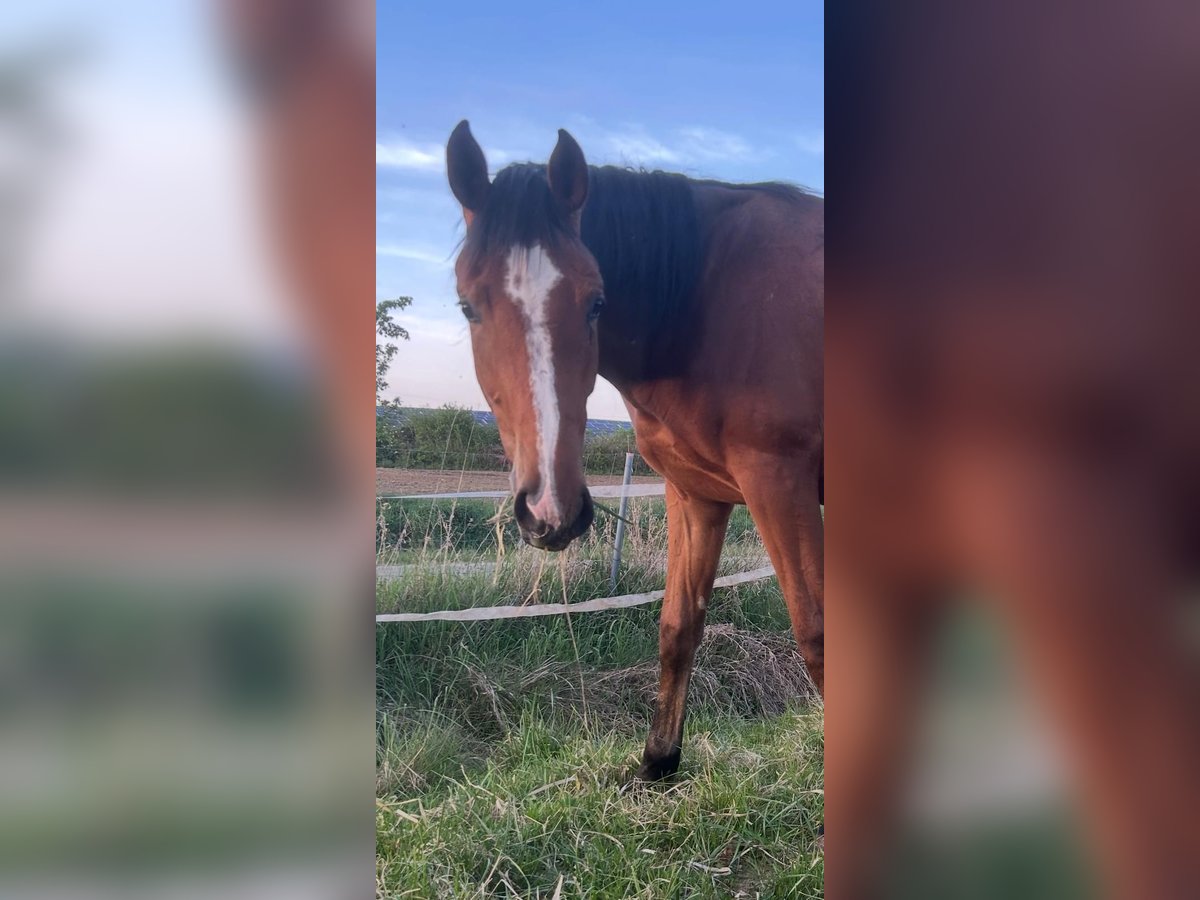 Westfale Stute 2 Jahre 170 cm Brauner in Ritterhude/Bremen