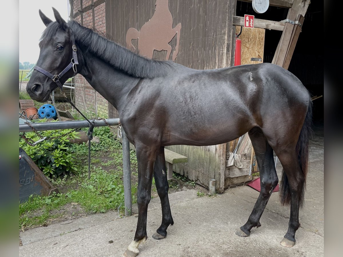 Westfale Stute 2 Jahre 170 cm Schwarzbrauner in Rietberg