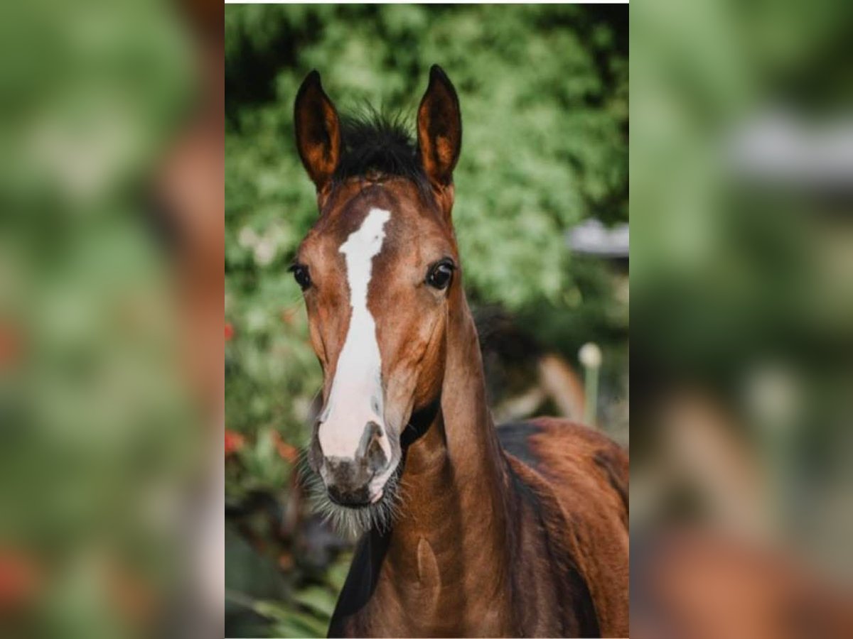 Westfale Stute 2 Jahre Brauner in Ascheberg