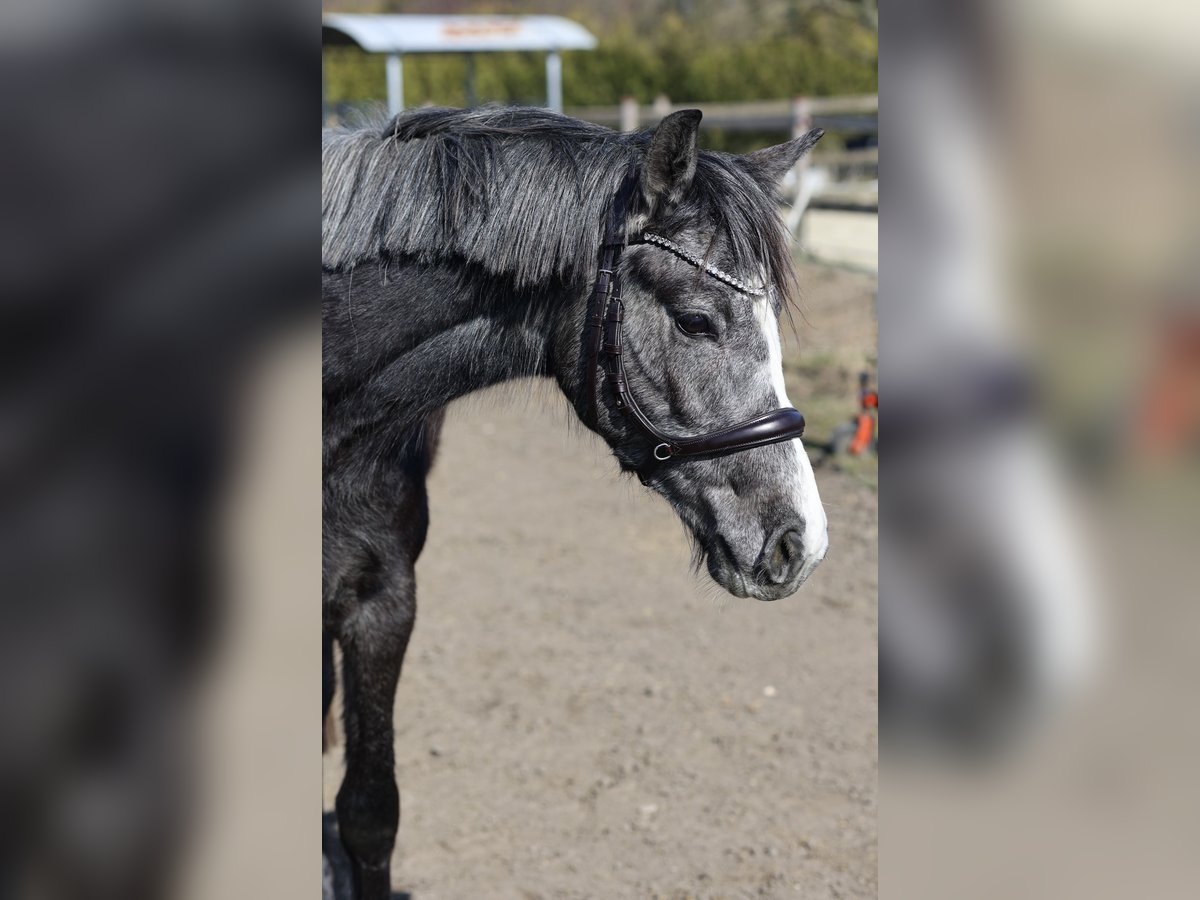 Westfale Stute 3 Jahre 156 cm Apfelschimmel in Hamm