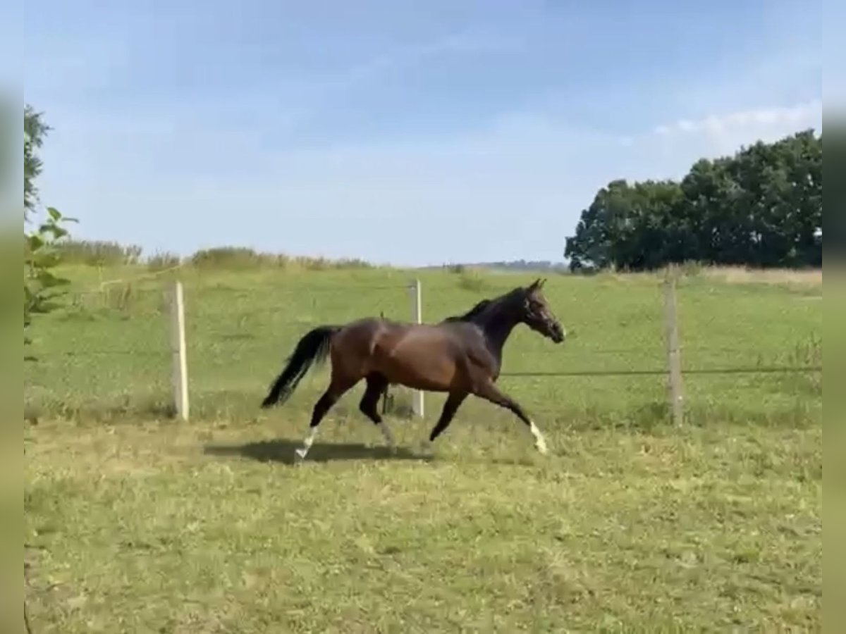 Westfale Stute 3 Jahre 158 cm Brauner in Bautzen