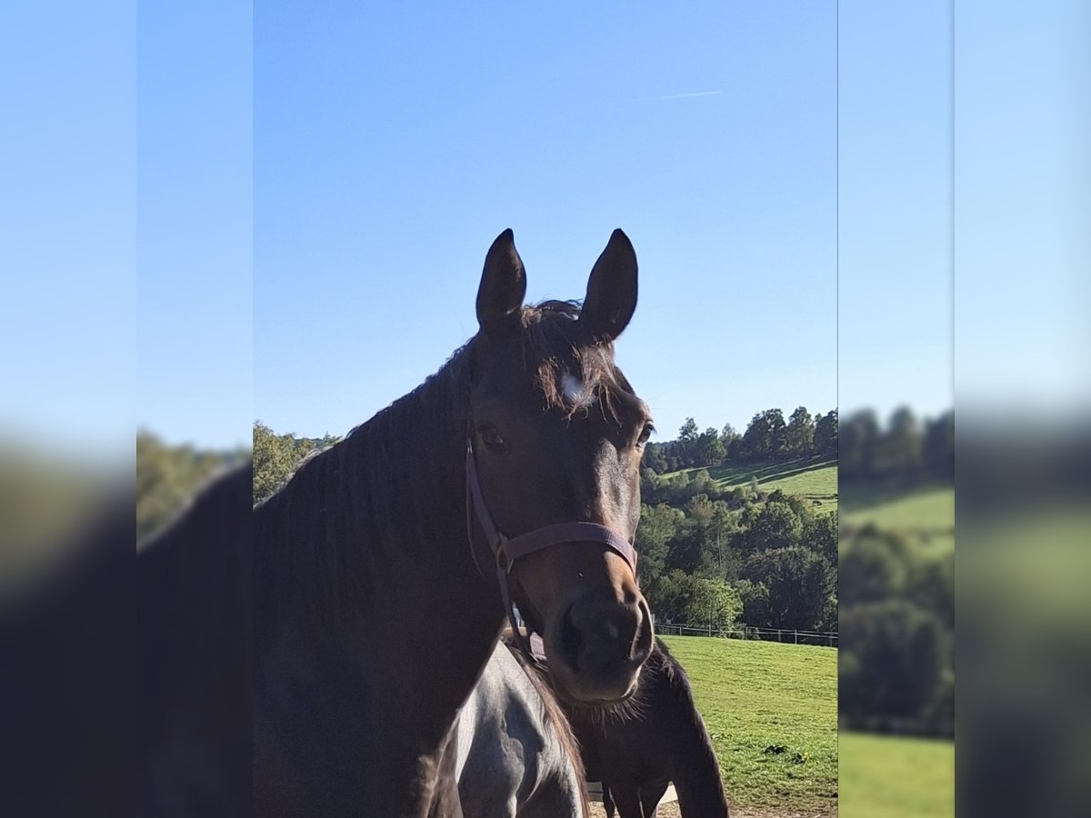 Westfale Stute 3 Jahre 159 cm Brauner in Wenden