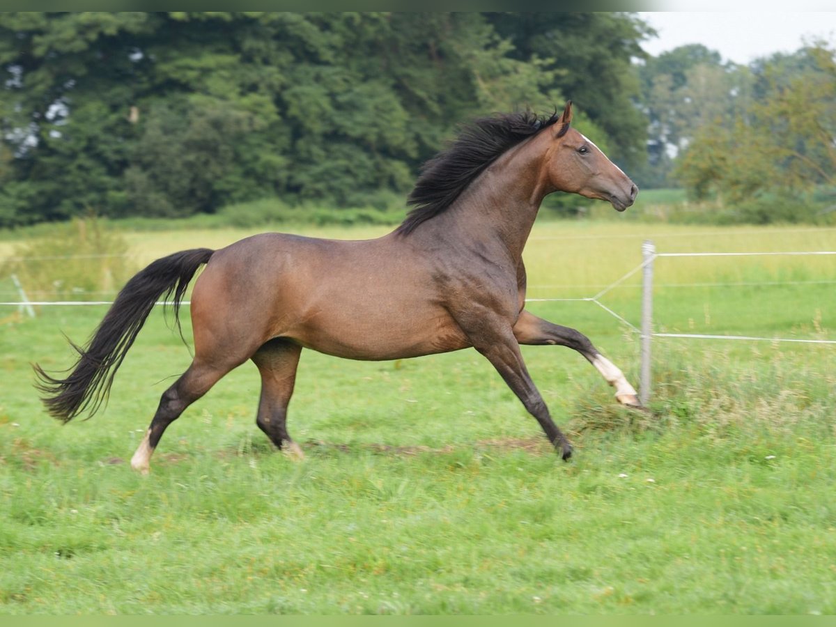 Westfale Stute 3 Jahre 160 cm Brauner in Herzebrock-Clarholz