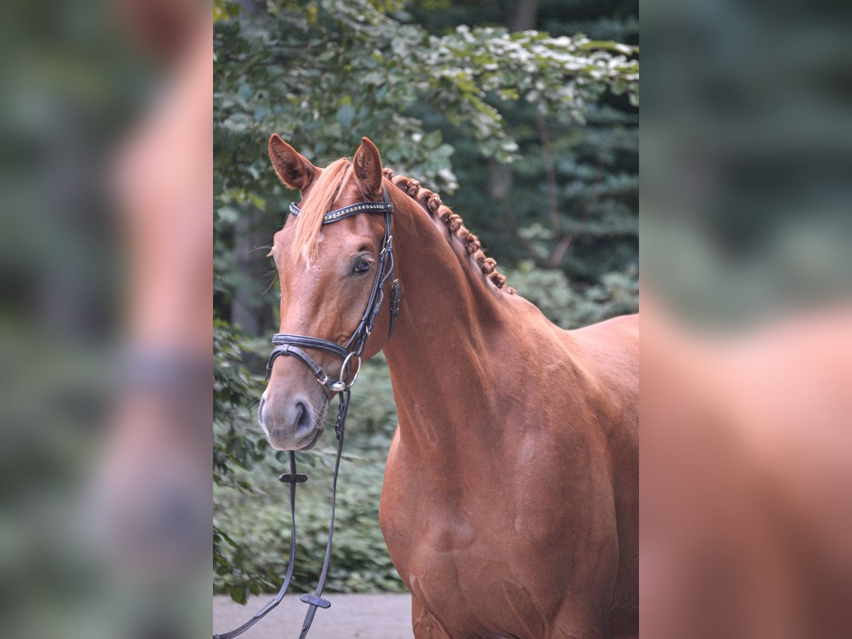 Westfale Stute 3 Jahre 160 cm Fuchs in Osnabr&#xFC;ckOsnabr&#xFC;ck