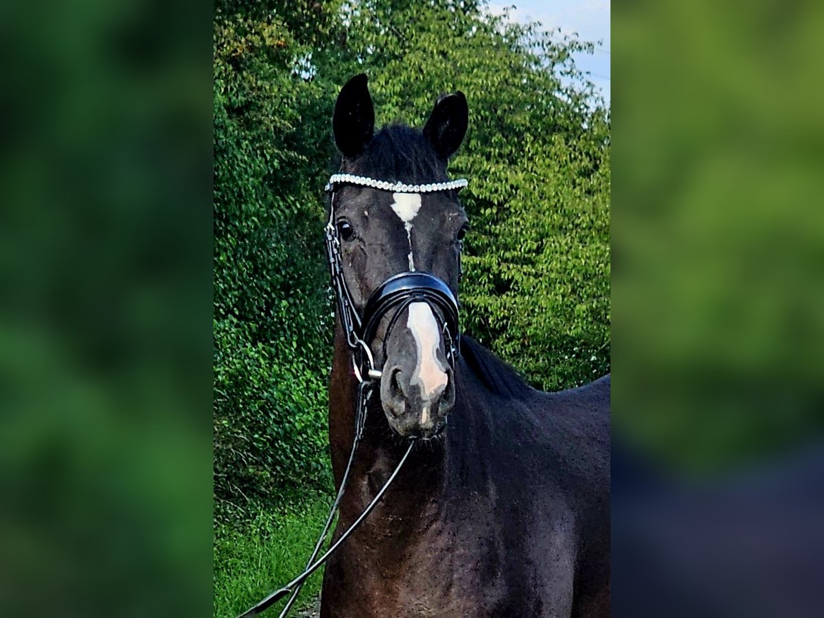 Westfale Stute 3 Jahre 160 cm Rappe in Ruppichteroth