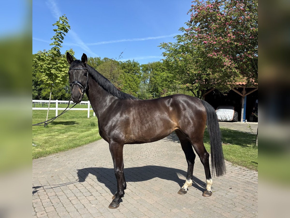 Westfale Stute 3 Jahre 161 cm Brauner in Salzbergen Westfale Stute 3 Jahre 161 cm Brauner in Salzbergen