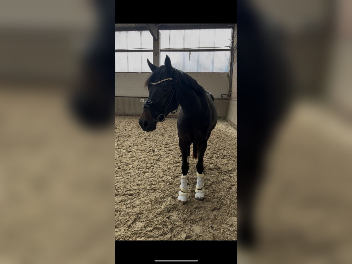 Westfale Stute 3 Jahre 162 cm Dunkelbrauner in Rastede Westfale Stute 3 Jahre 162 cm Dunkelbrauner in Rastede