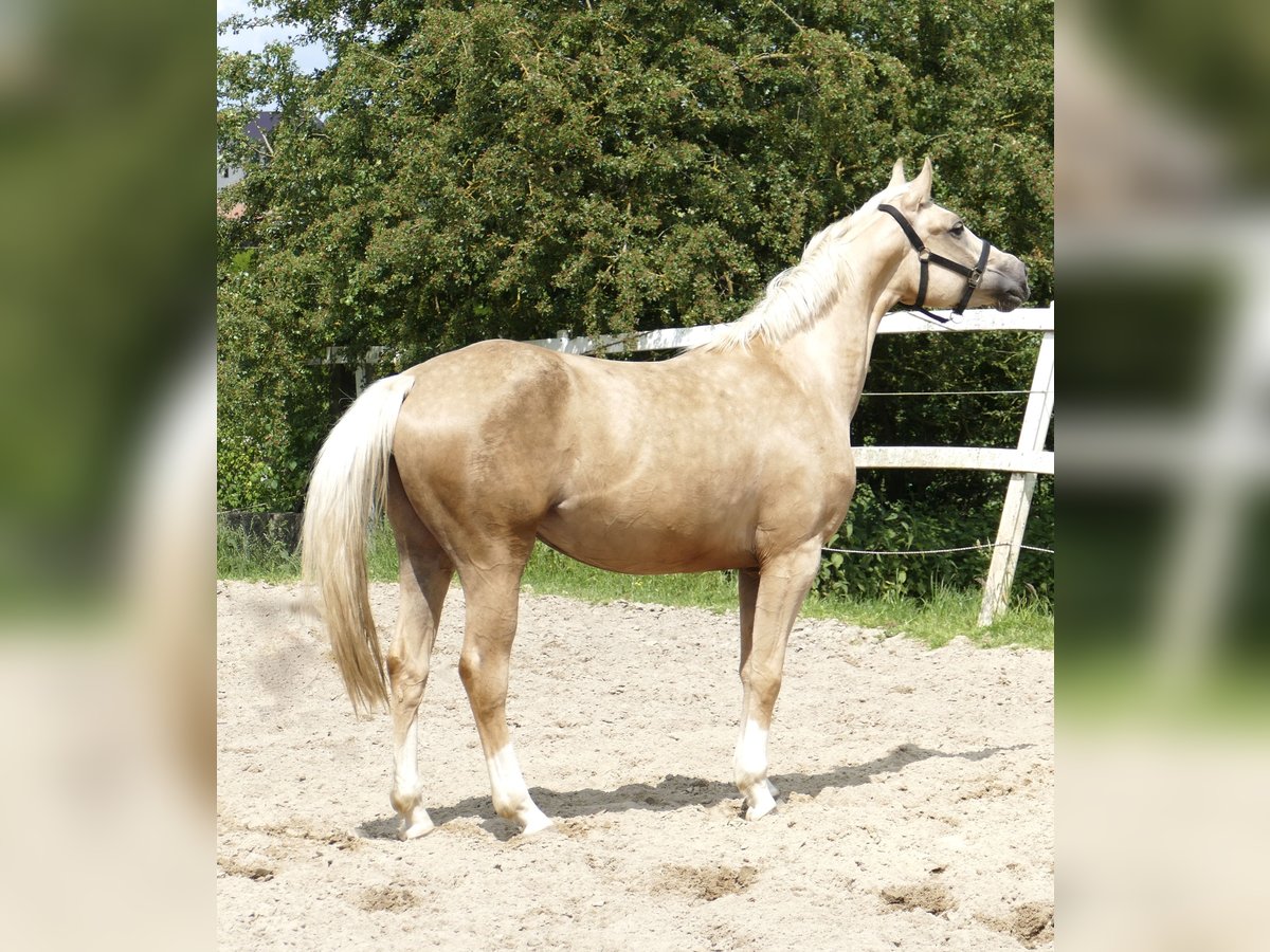 Westfale Stute 3 Jahre 162 cm Palomino in Borgentreich
