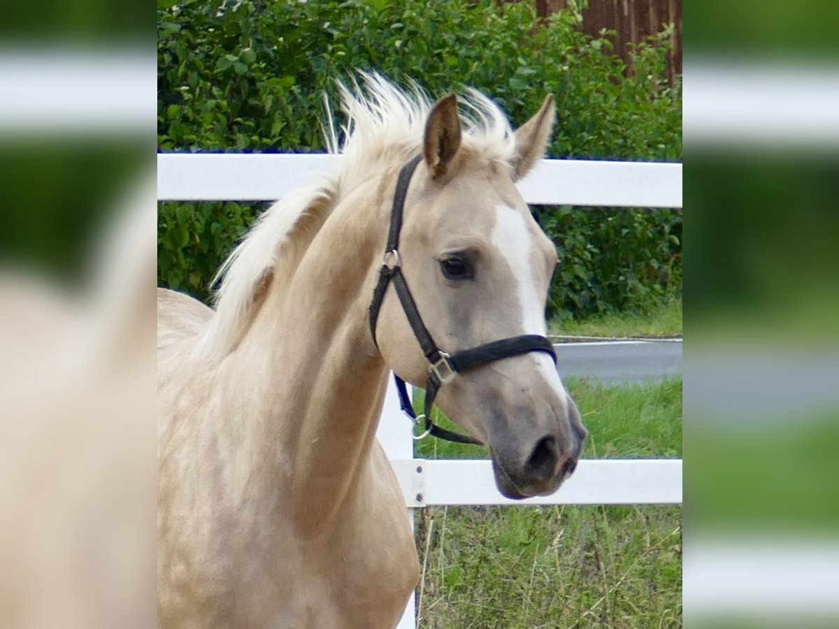 Westfale Stute 3 Jahre 162 cm Palomino in Borgentreich