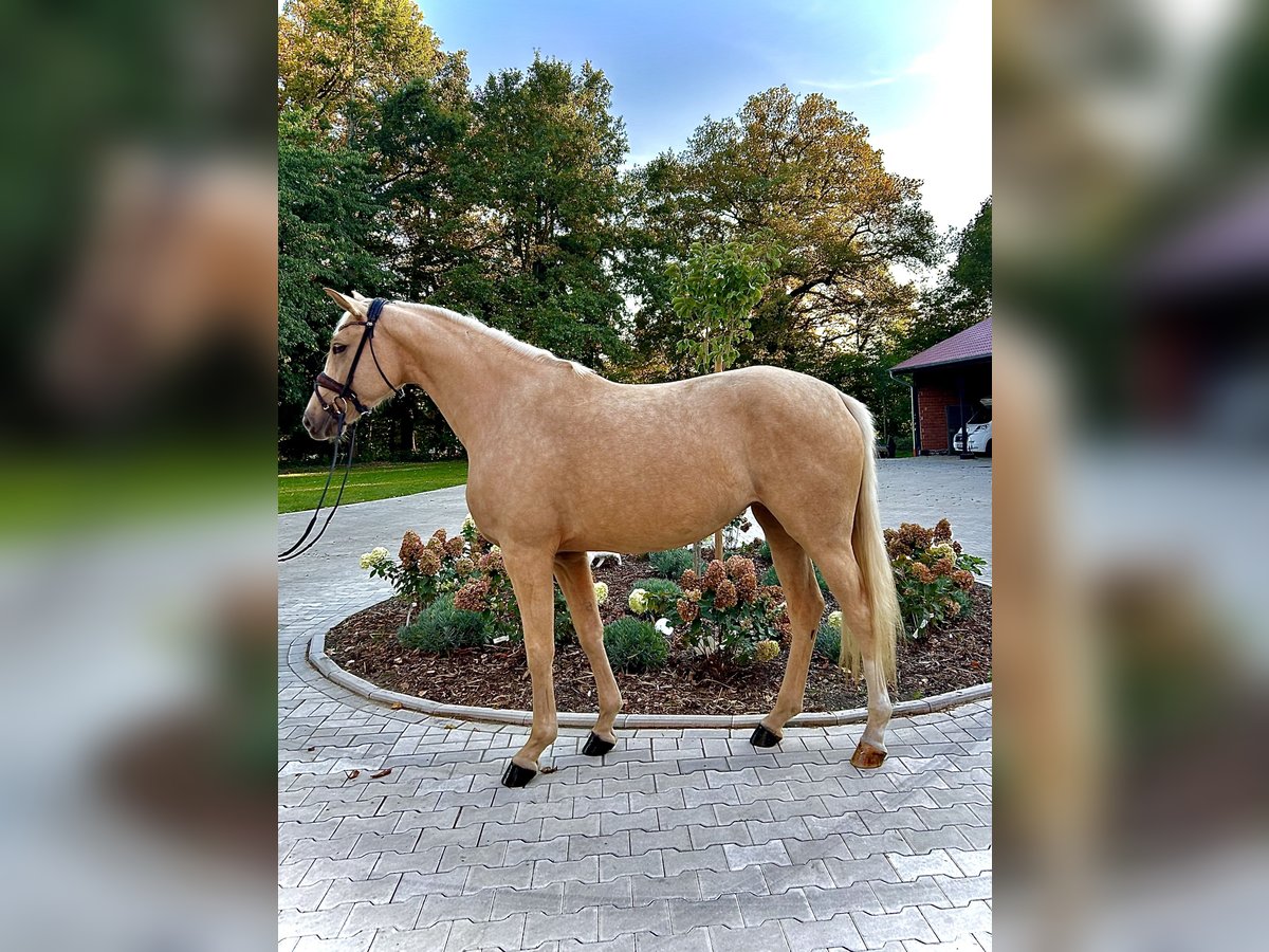 Westfale Stute 3 Jahre 163 cm Palomino in GrevenGreven