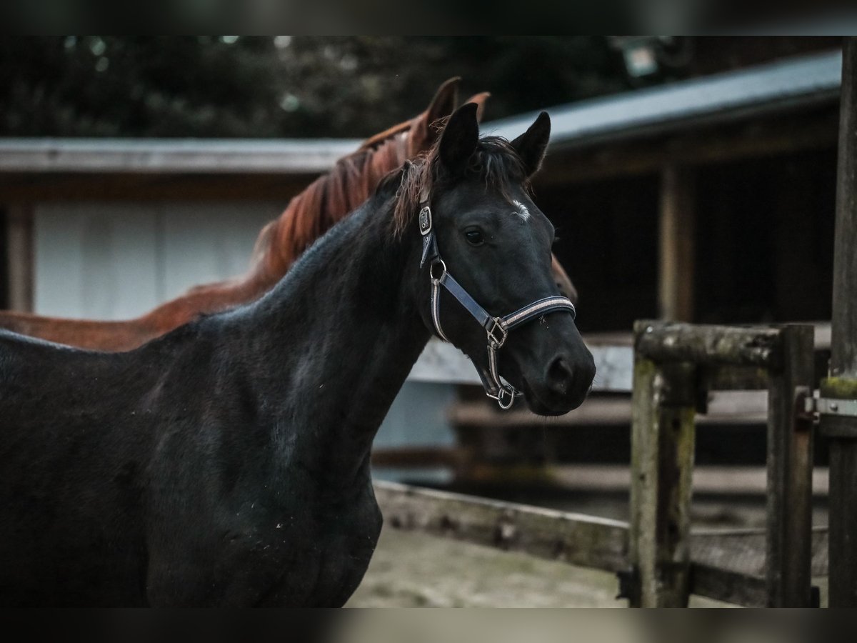 Westfale Stute 3 Jahre 163 cm Schwarzbrauner in Werne