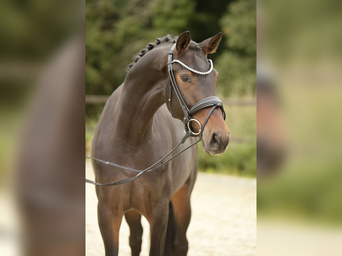 Westfale Stute 3 Jahre 164 cm Dunkelbrauner in Sassenberg
