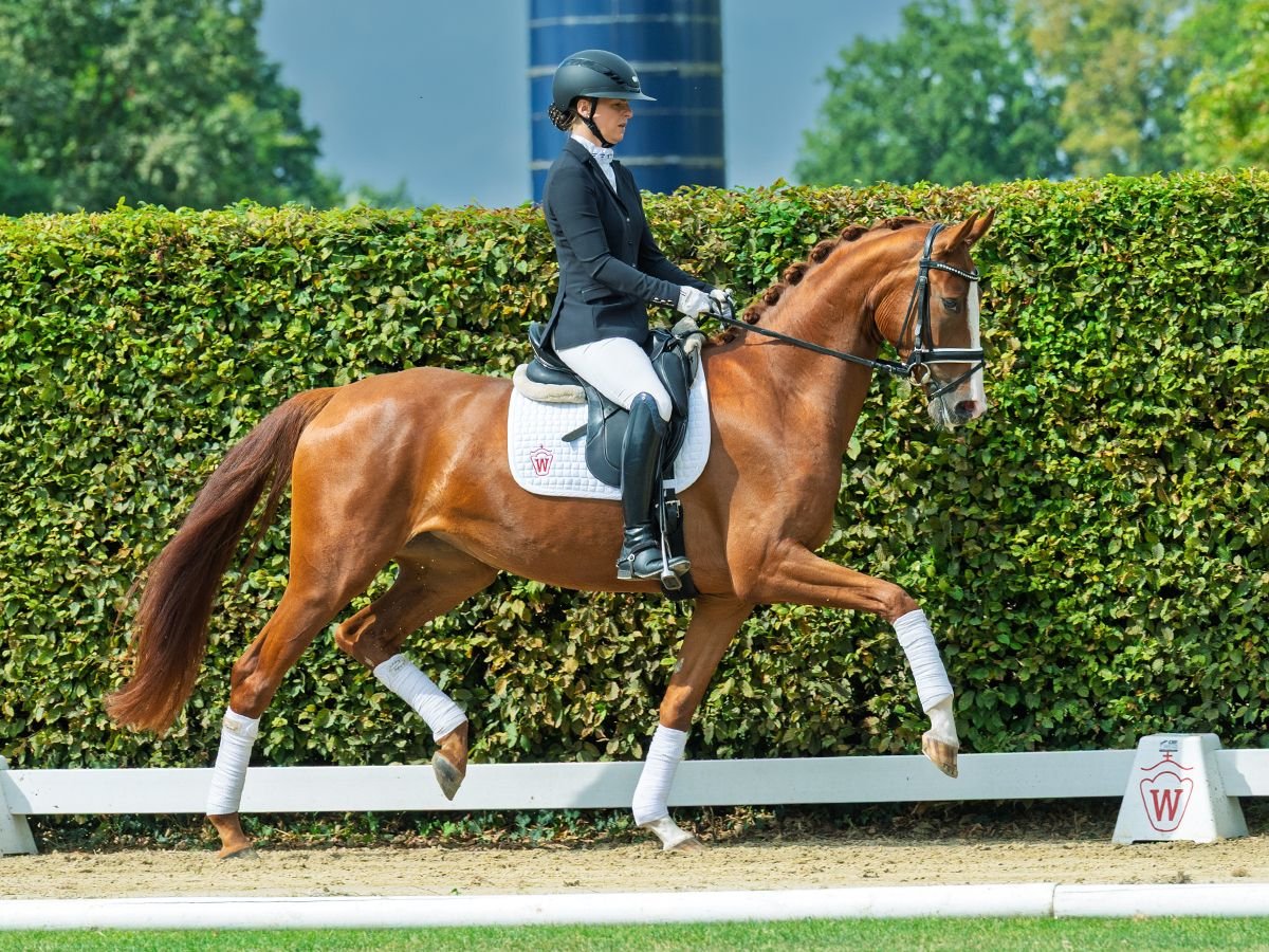 Westfale Stute 3 Jahre 164 cm Fuchs in M&#xFC;nster