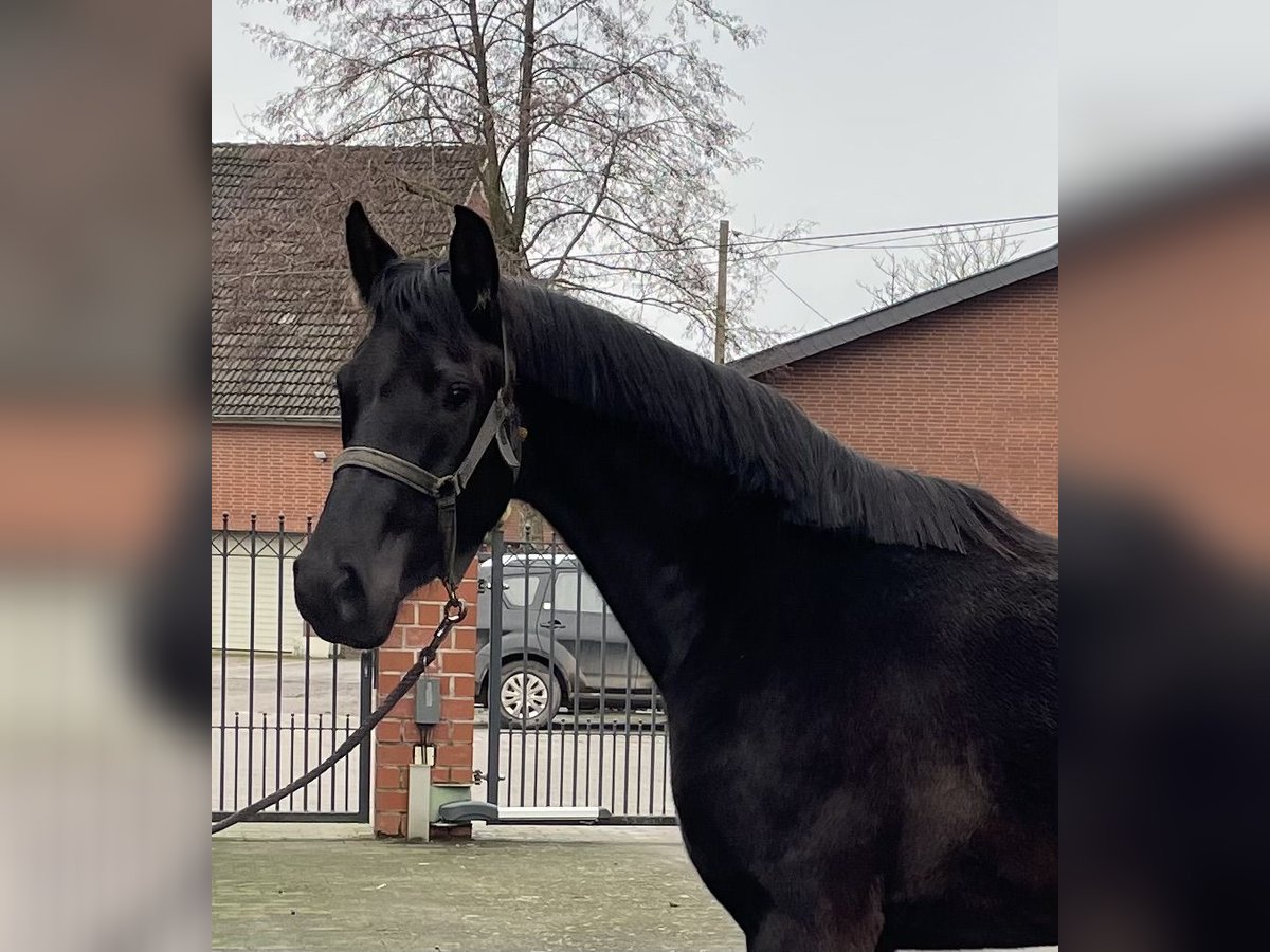 Westfale Stute 3 Jahre 164 cm Rappe in Verl