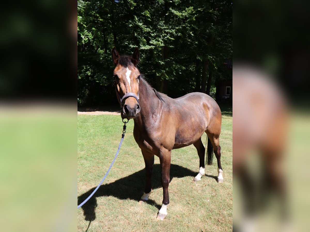 Westfale Stute 3 Jahre 165 cm Brauner in Ahaus