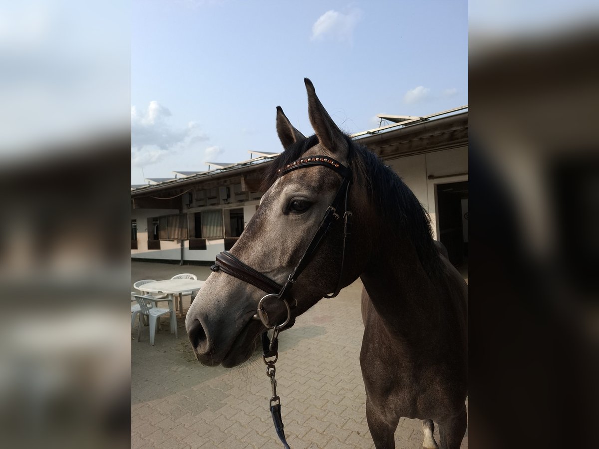 Westfale Stute 3 Jahre 165 cm Schimmel in Dortmund