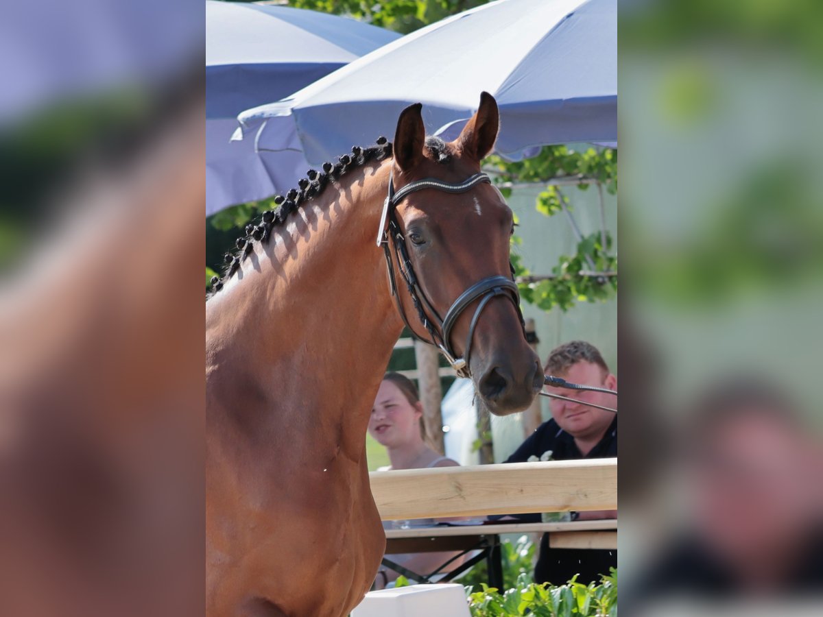 Westfale Stute 3 Jahre 166 cm Brauner in F&#xFC;rstenau
