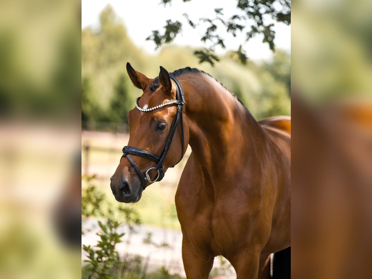 Westfale Stute 3 Jahre 166 cm Brauner in Sch&#xFC;ttorf