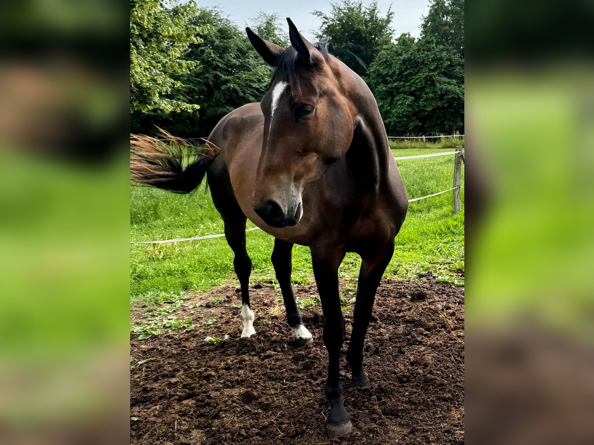 Westfale Stute 3 Jahre 166 cm Brauner in Warendorf