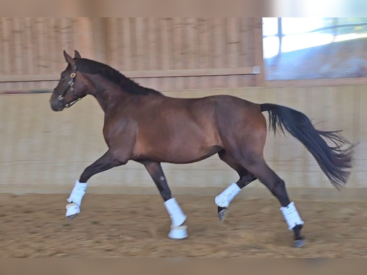 Westfale Stute 3 Jahre 167 cm Brauner in Wolfsbach