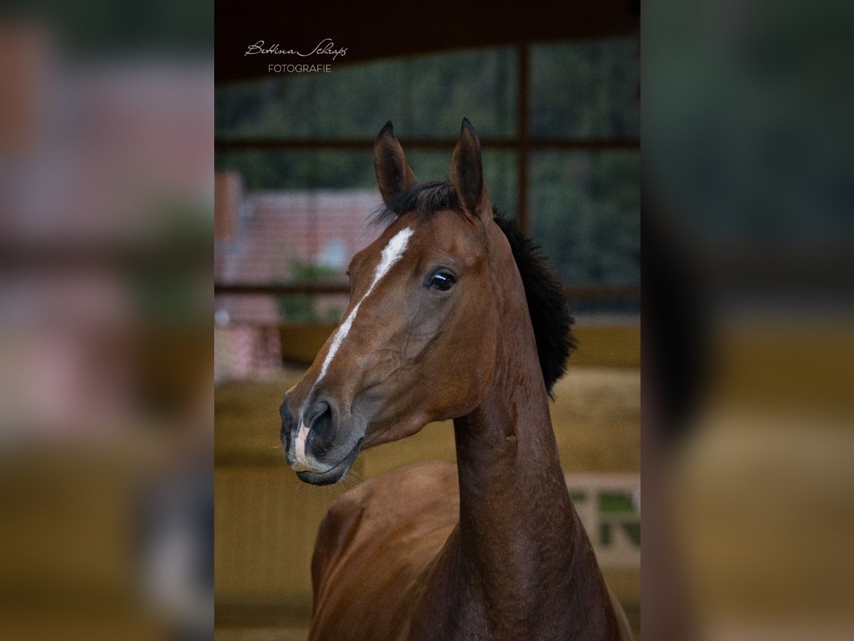 Westfale Stute 3 Jahre 167 cm Brauner in Bad Wildungen