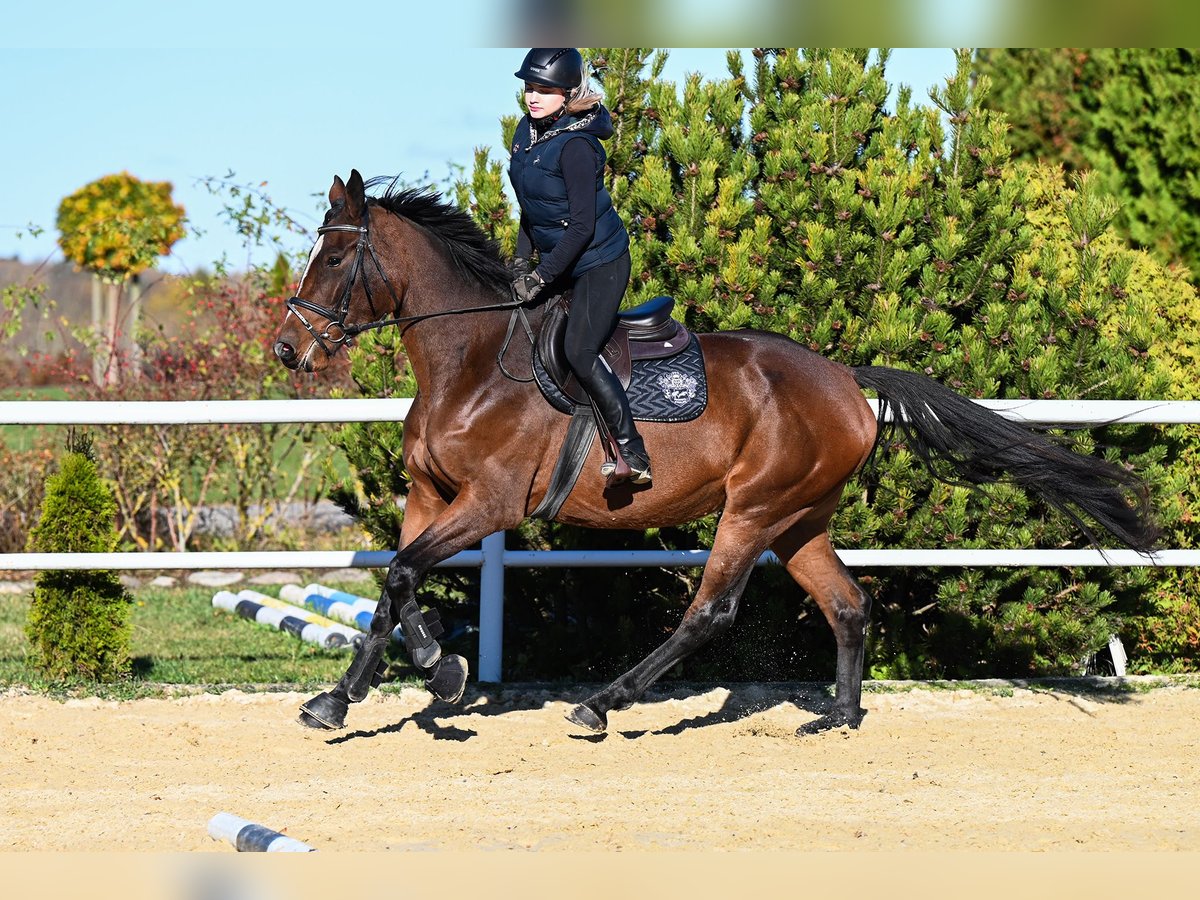 Westfale Stute 3 Jahre 167 cm Brauner in Wysin