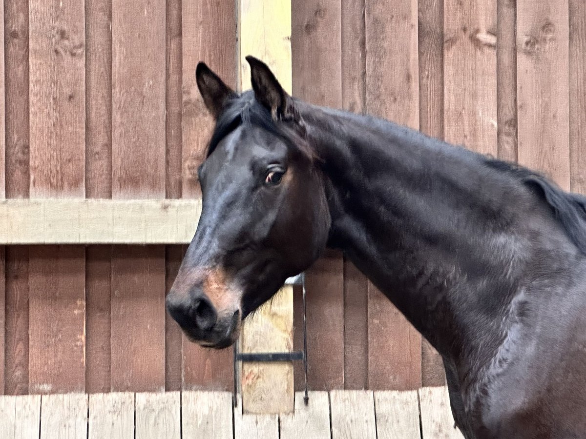 Westfale Stute 3 Jahre 168 cm Dunkelbrauner in Arnsberg