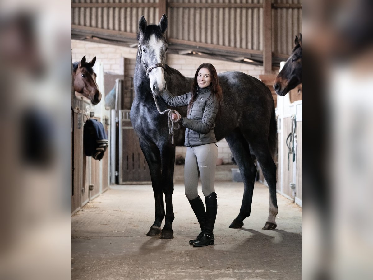 Westfale Stute 3 Jahre 170 cm Apfelschimmel in Einbeck