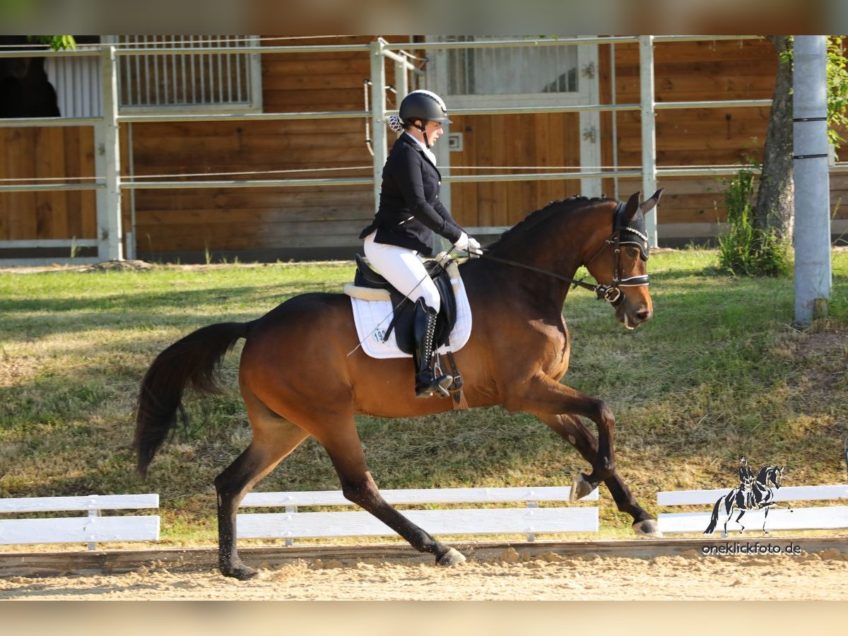 Westfale Stute 3 Jahre 170 cm Brauner in Neuhof an der Zenn