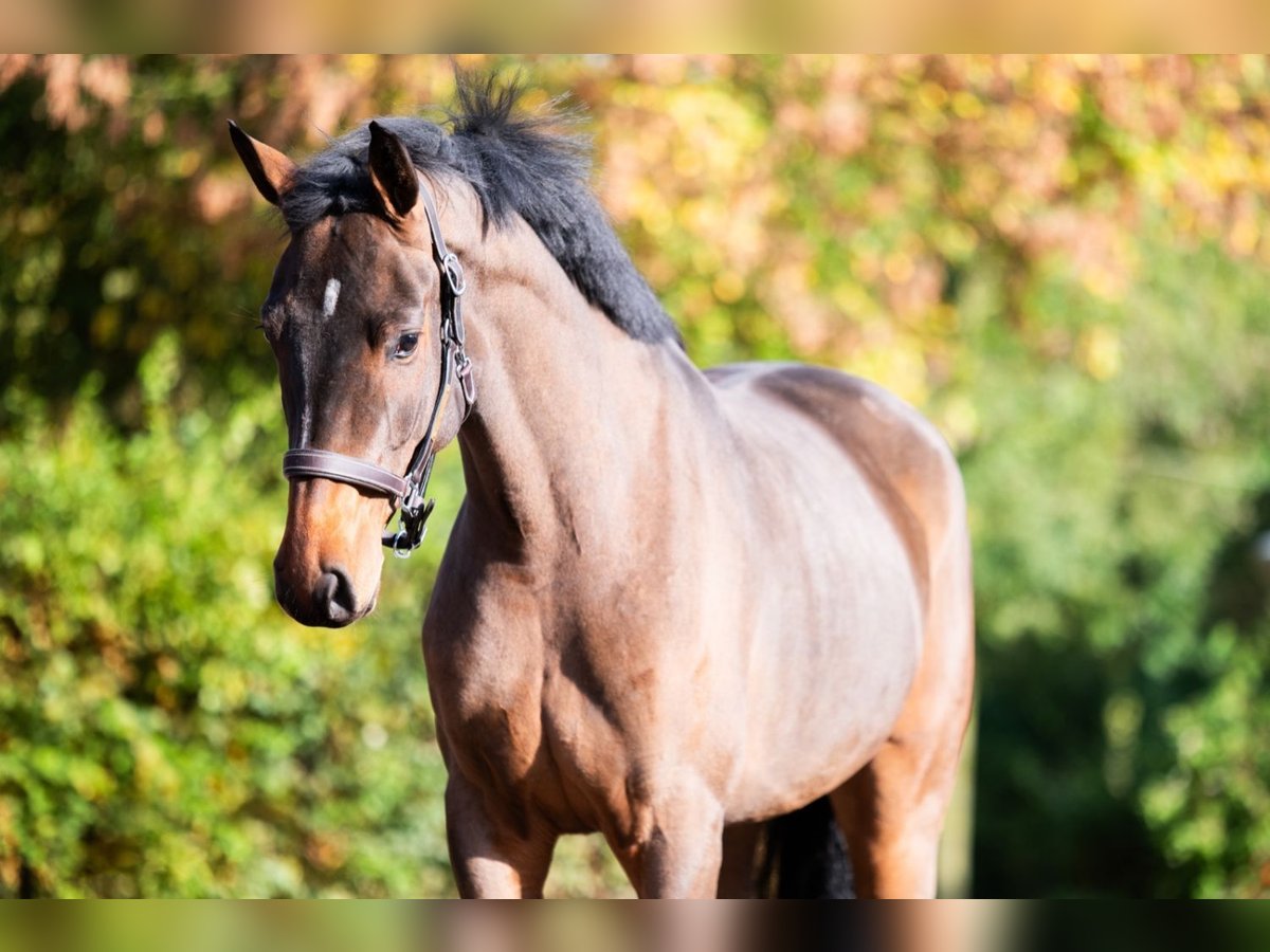 Westfale Stute 3 Jahre 170 cm Brauner in Bladel