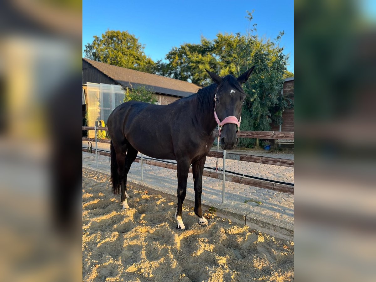 Westfale Stute 3 Jahre 176 cm Rappe in Marl