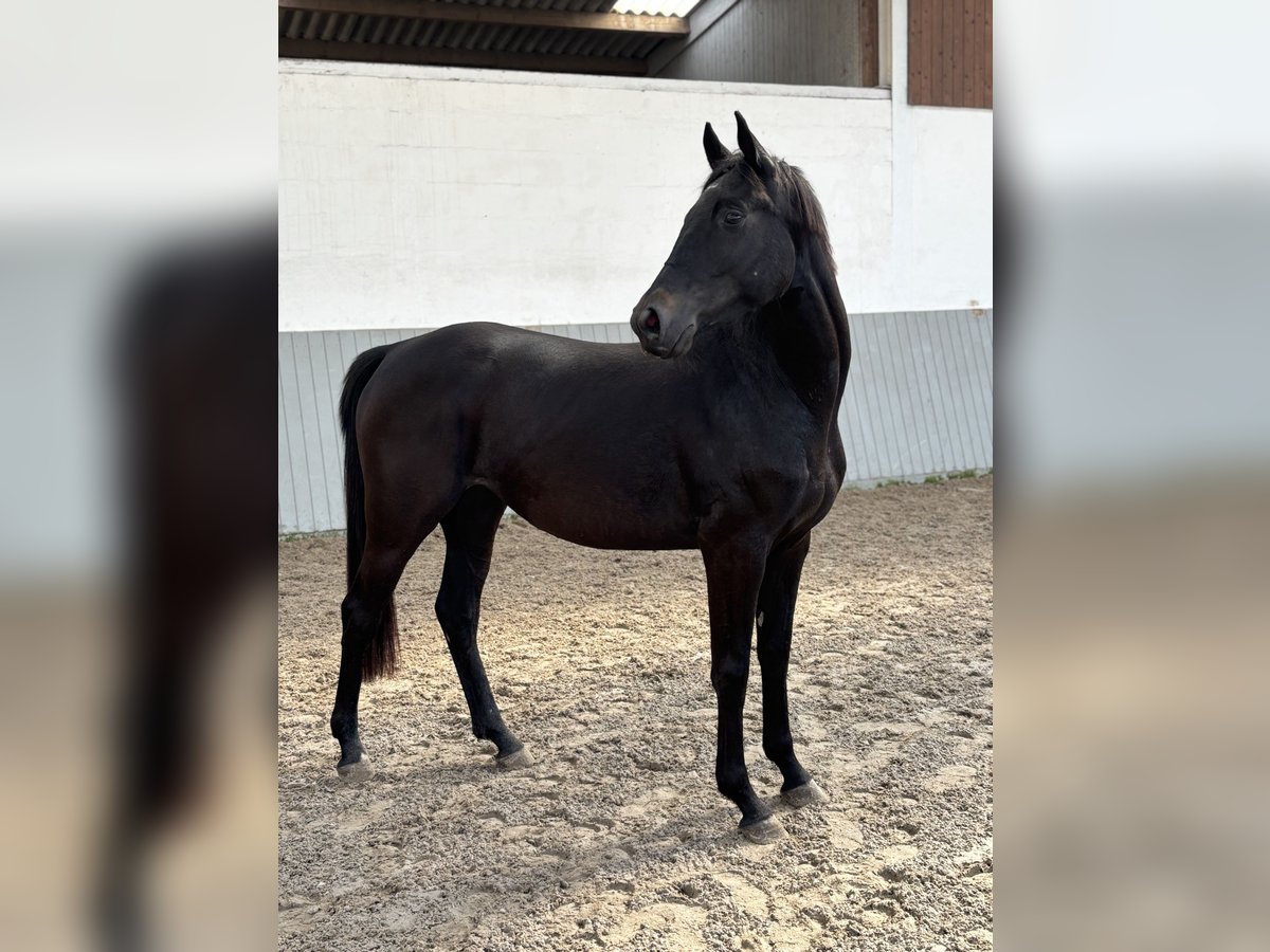 Westfale Stute 3 Jahre Rappe in Ovelg&#xF6;nne
