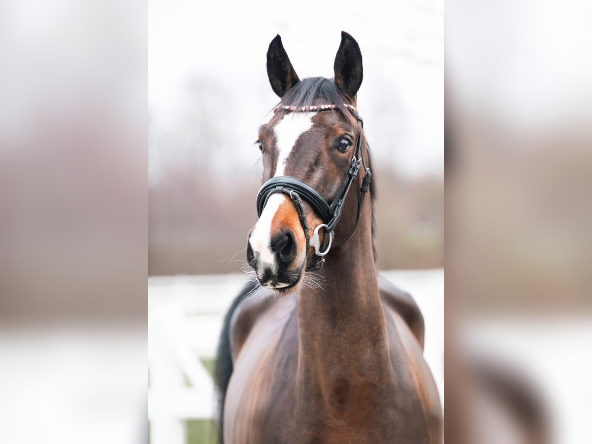 Westfale Stute 4 Jahre 157 cm Dunkelbrauner in Brunnthal