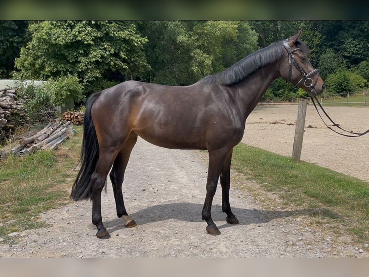 Westfale Stute 4 Jahre 158 cm Dunkelbrauner in Barntrup