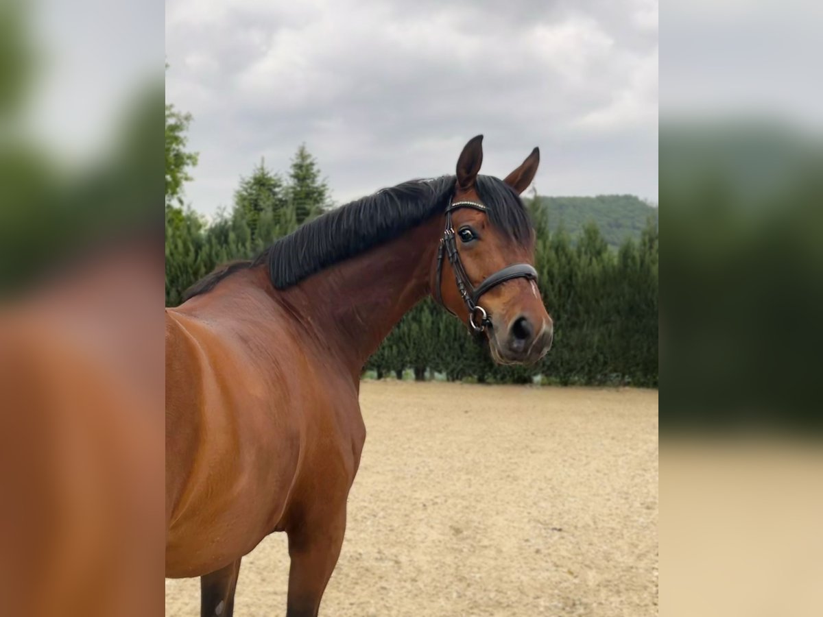 Westfale Stute 4 Jahre 159 cm Brauner in Olsberg