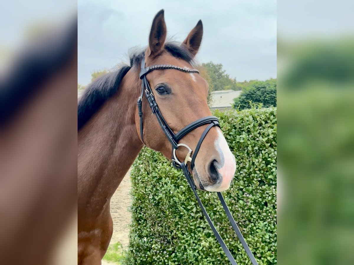 Westfale Stute 4 Jahre 161 cm Brauner in Warendorf