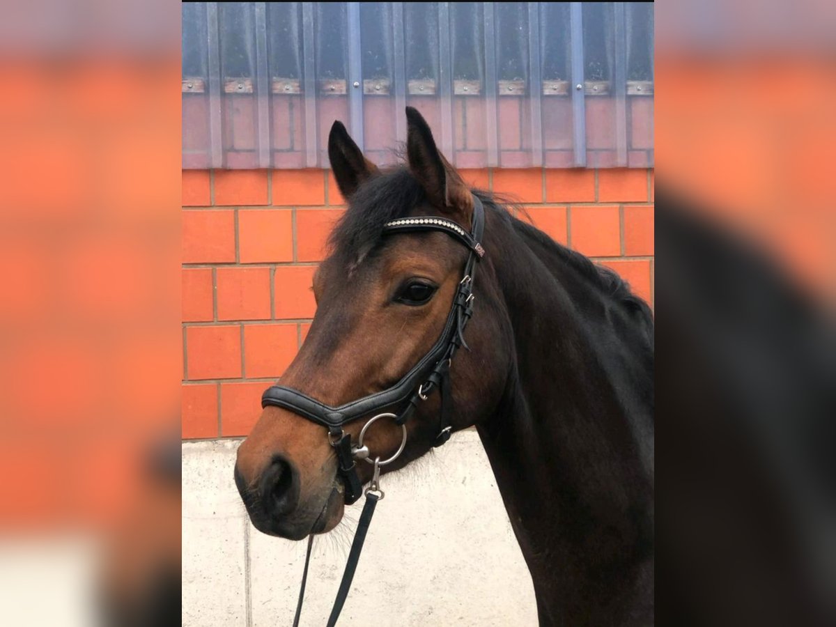 Westfale Stute 4 Jahre 162 cm Brauner in Bad Wünnenberg